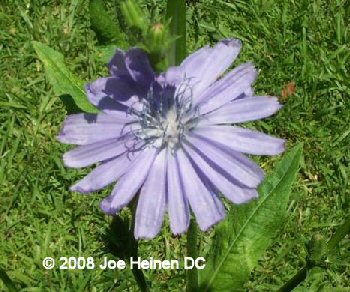 Chickory