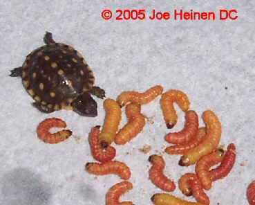 butterworms butterworms