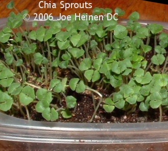 Chia Sprouts