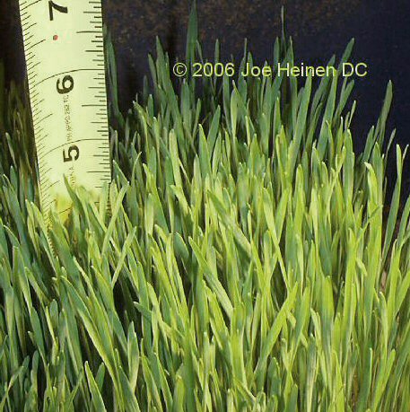 Wheat grass seeds 1 pound (organic) FREE Shipping!!