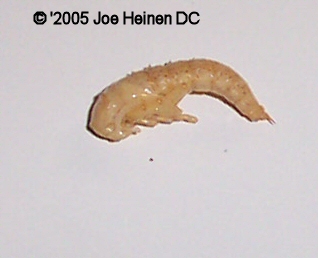 superworms pupae